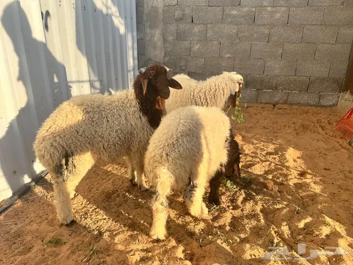 هرافي نعيم 3