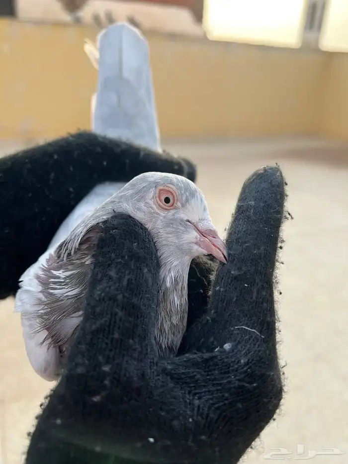 جوز لاكا 4