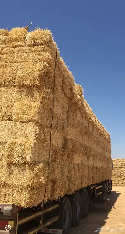 الدفع عند الاستلام تبن قمح 0