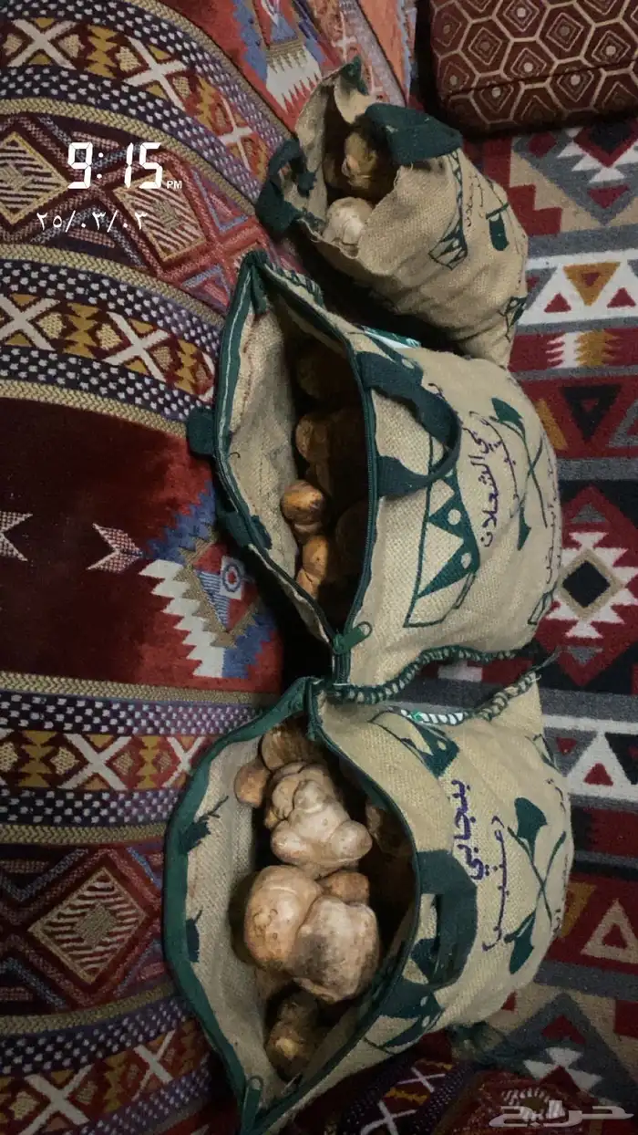فقع كمى طيب لقط اليوم للبيع 0