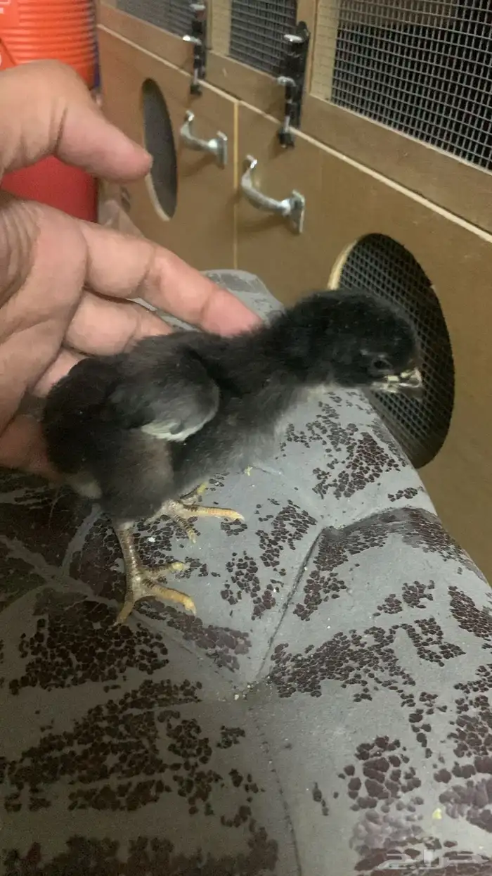 دجاج شامو دم هزاز مستوي تب التب 2