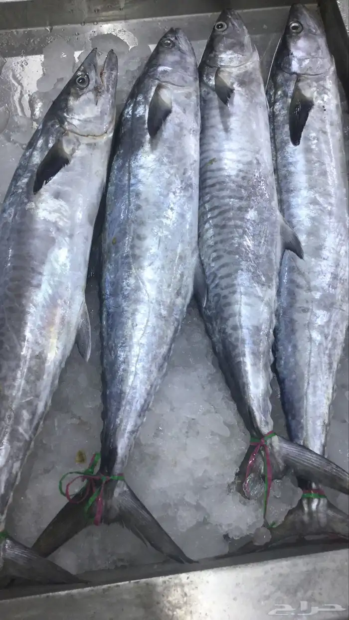 سمك ثول الطازج كل يوم بيومه 2