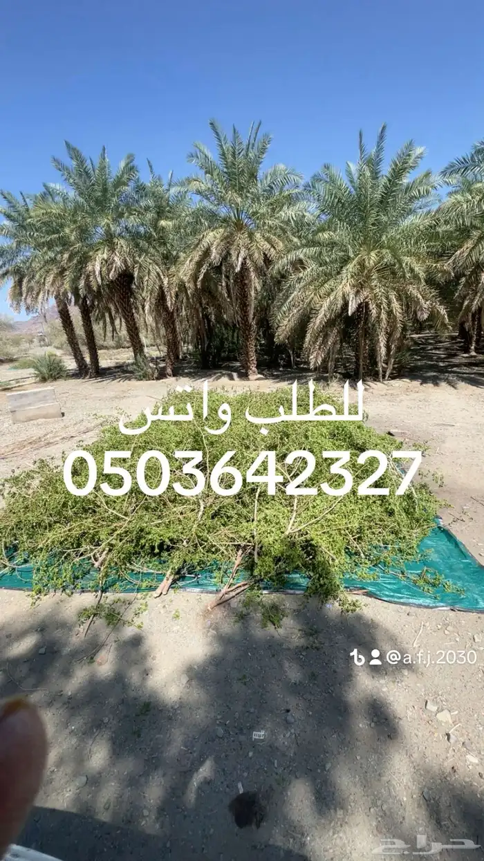 سدر بلدي مطحون وحناء مديني مطحون 4