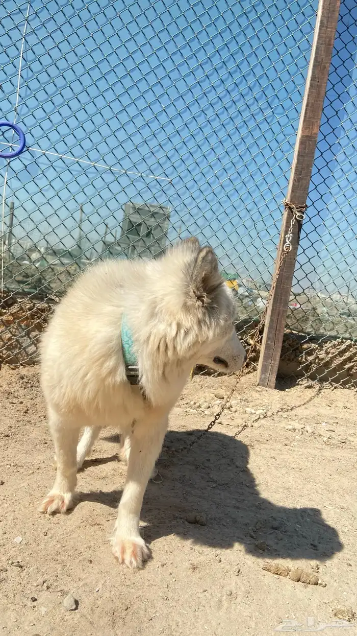 للبيع انثى هاسكي 2