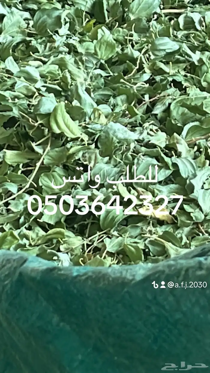 سدر بلدي مطحون وحناء مديني مطحون 6