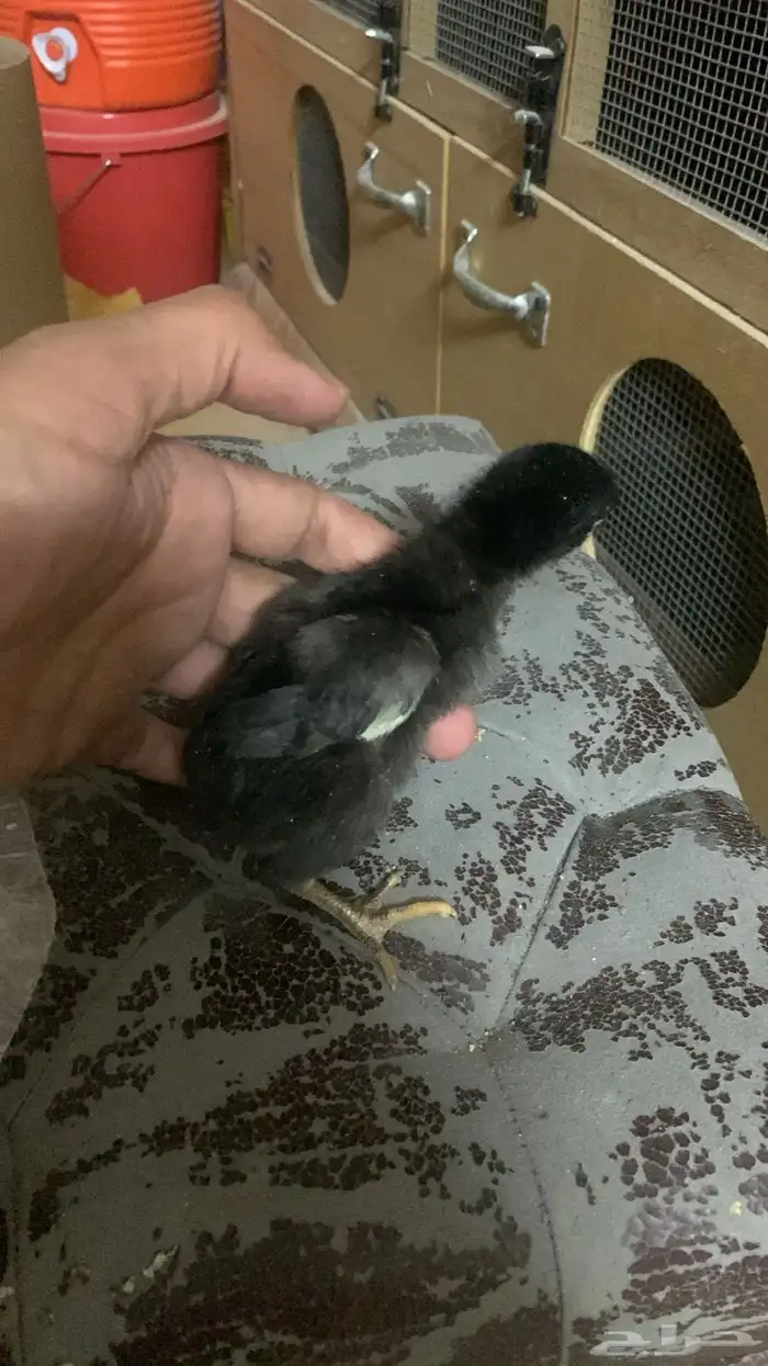 دجاج شامو دم هزاز مستوي تب التب 1