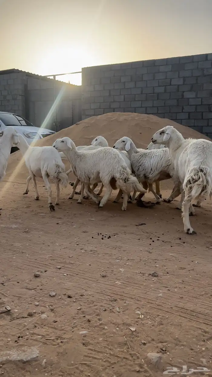 غنم حريات دفيع وحصيب ( تم البيع ) 0