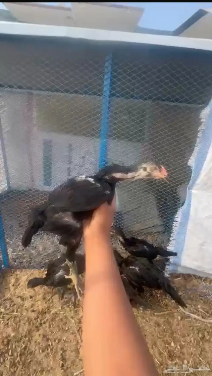 دجاج شامو دم هزاز مستوي تب التب 5