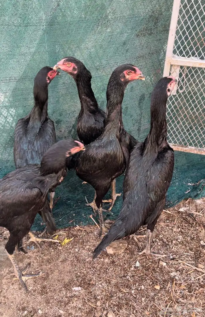 دجاج شامو دم هزاز مستوي تب التب 4