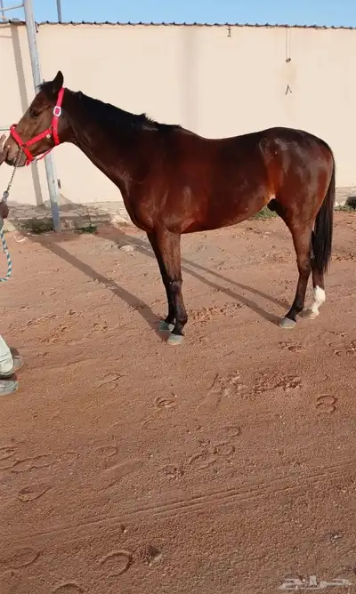 حصان للبيع 0