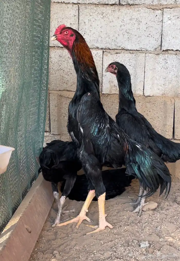 دجاج شامو دم هزاز مستوي تب التب 3