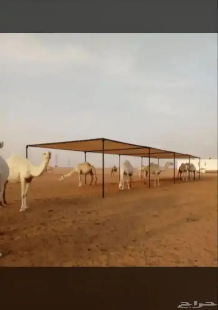 شبوك ابل و مضلات ابل جميع المقاسات متوفر 1