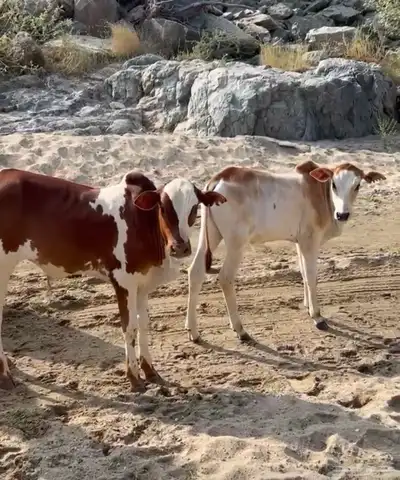 حسلان بلدي لبانيات 1