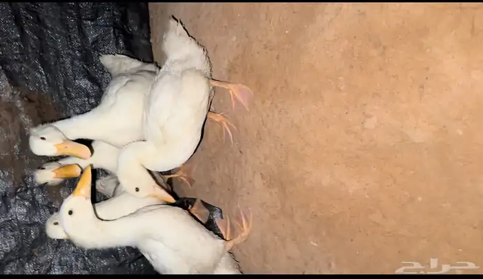 لبيع بط بكيني الجوز 45 بدون ذبح با ذبح نذبح46 0