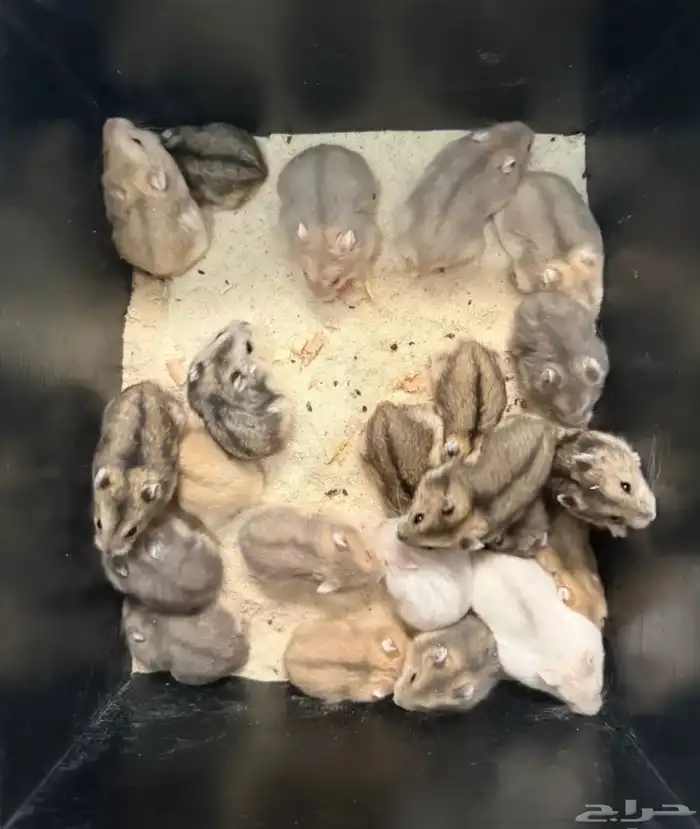 هامستر ونتر وايت الدبدوب (عرض سعر نار  ) 1