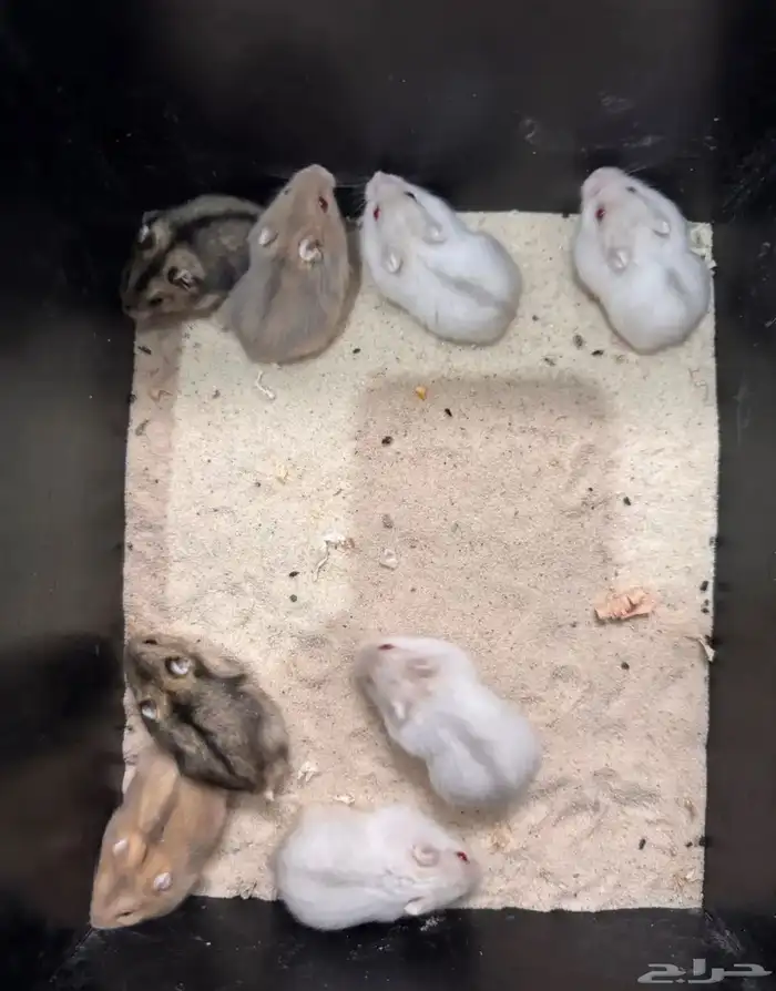 هامستر ونتر وايت الدبدوب (عرض سعر نار  ) 0