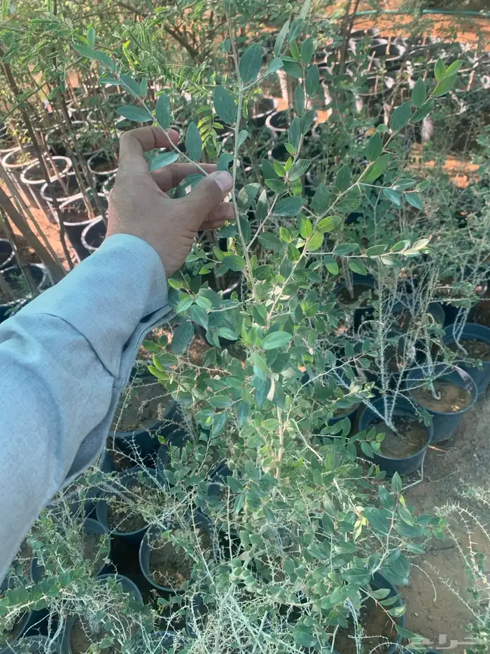 شتلات سدر جبلي 2