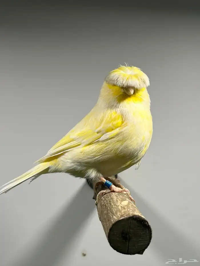 انثى جولستر((( تم البيع ))) 0