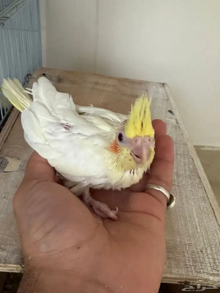 تم البيع الله يبارك لرعيه 0