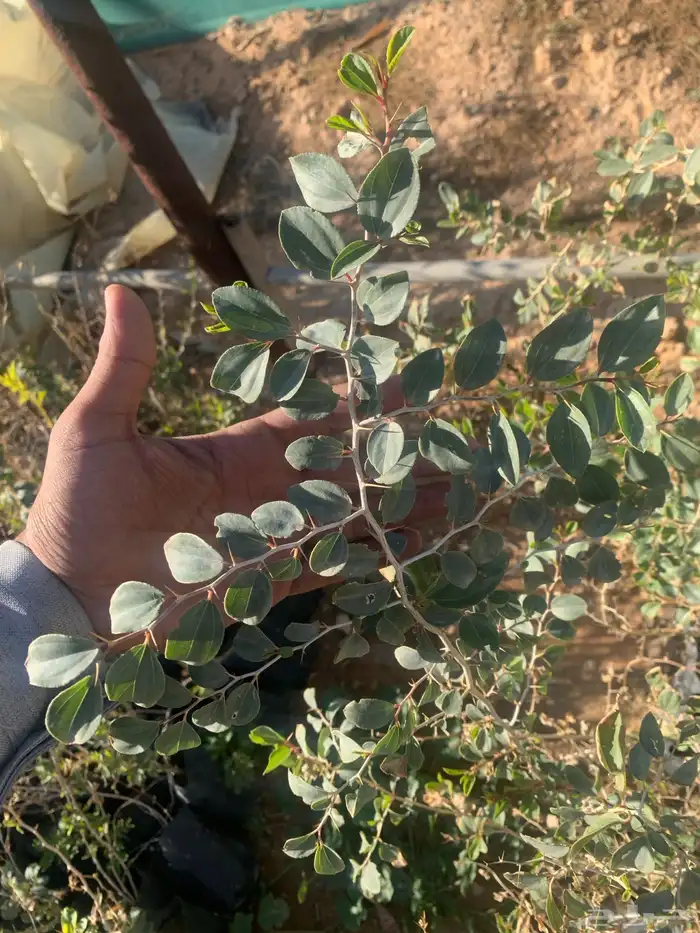 شتلات سدر جبلي 0