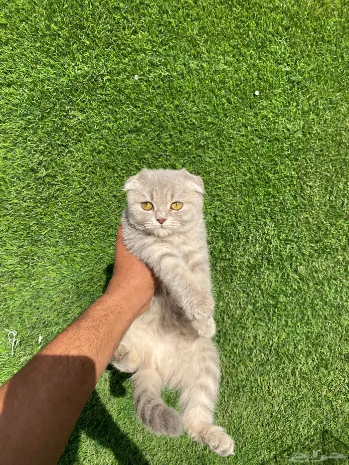 قطط سكوتش فولد عروض 3