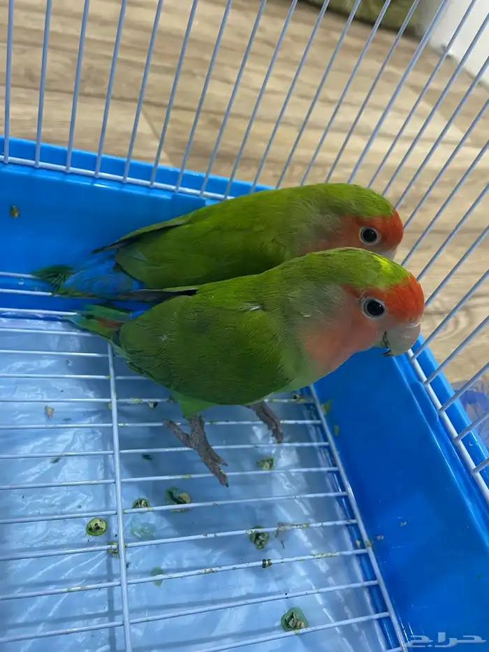 جوز روز منتج لون مميز غير أليف يحب يطلع بره يوميا 3