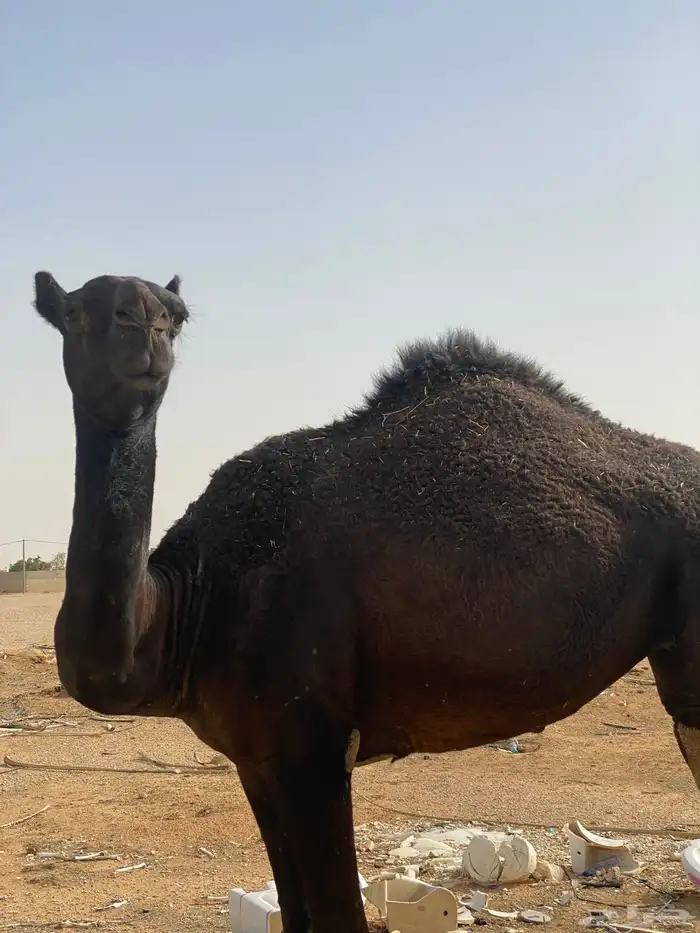 بكرا مجهم العمر سنه ونص طيبه ماتشتكي من شي 2