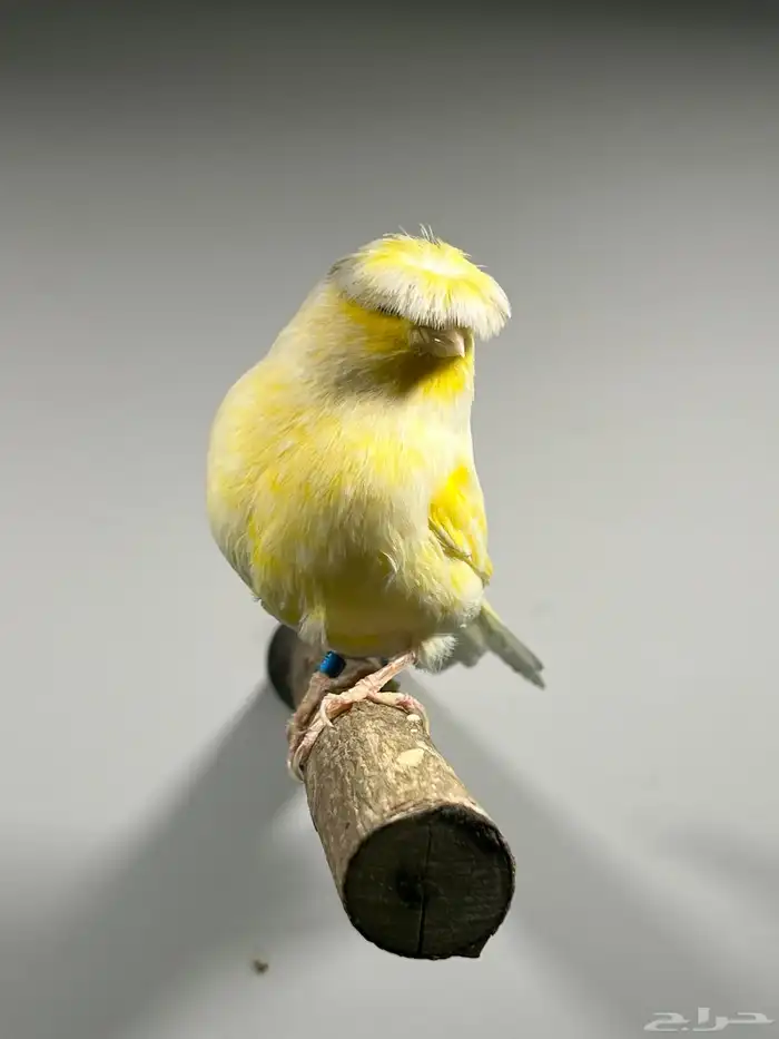 انثى جولستر((( تم البيع ))) 1