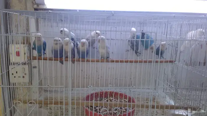 سمك بادجي سمك سلاحف 7