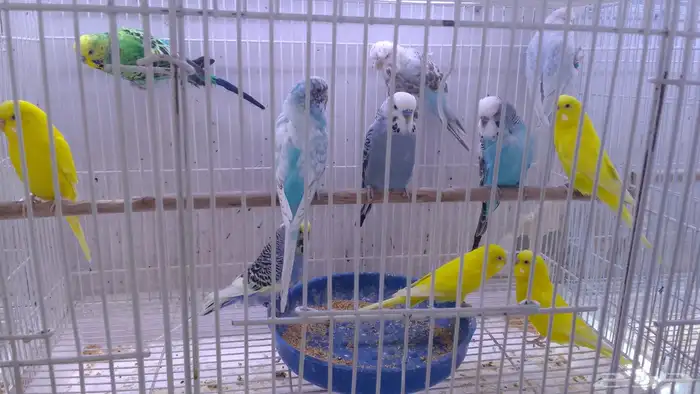 سمك بادجي سمك سلاحف 4