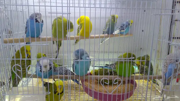 سمك بادجي سمك سلاحف 1