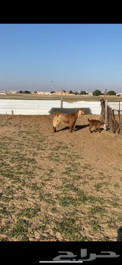 للبيع جفره مصريه تحته جفره 3