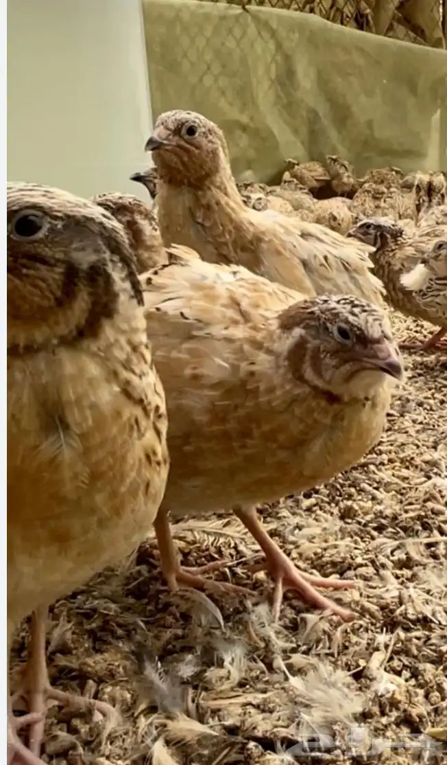 سمان كريمي 0
