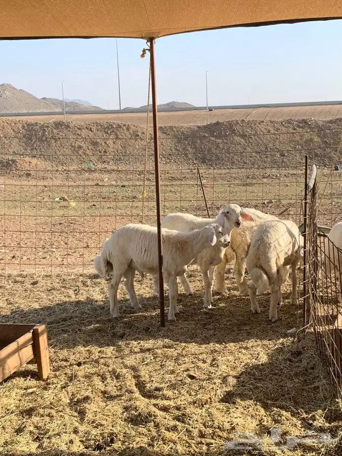ذبايح حري حلال بر ذبائح ثلاجه صلخ وتوصيل بااقل الاسعار 2