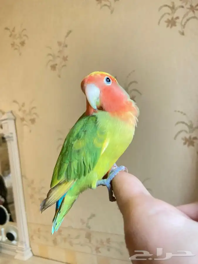 ببغاء روز اليف 3