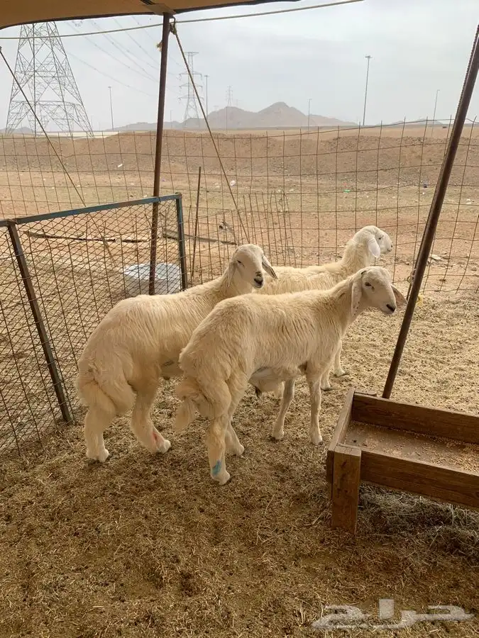 ذبايح حري حلال بر ذبائح ثلاجه صلخ وتوصيل بااقل الاسعار 4