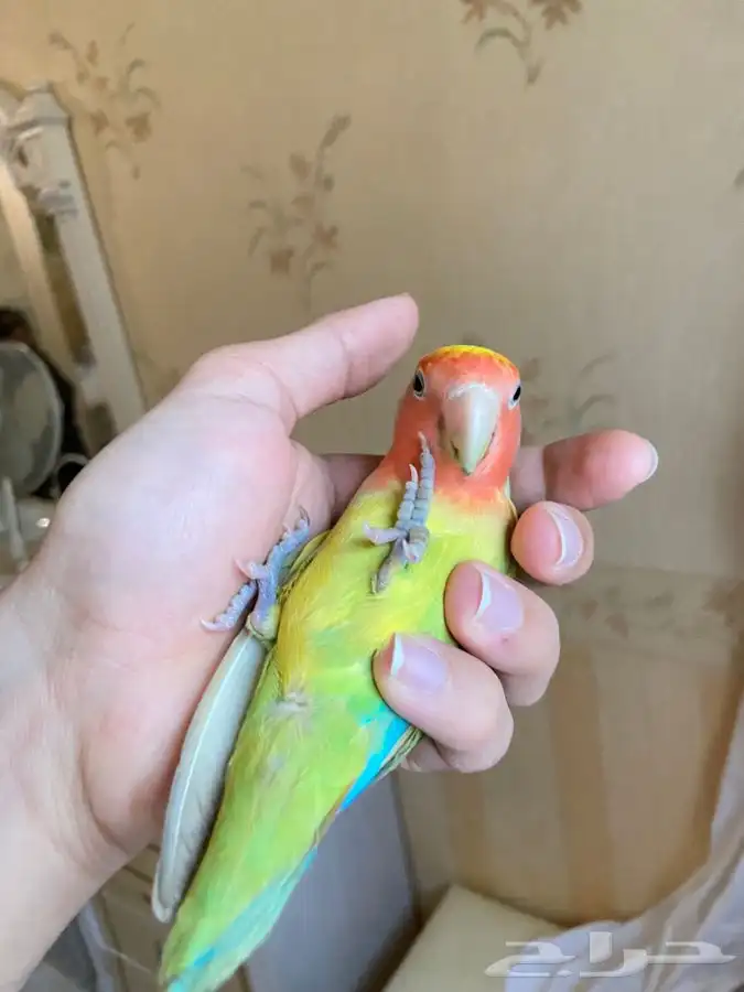 ببغاء روز اليف 2