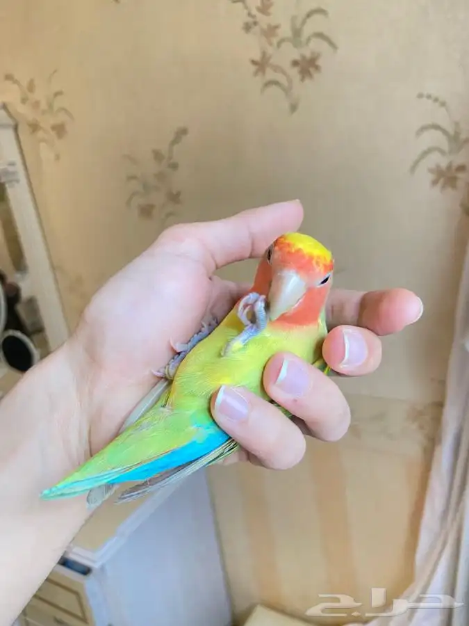 ببغاء روز اليف 1