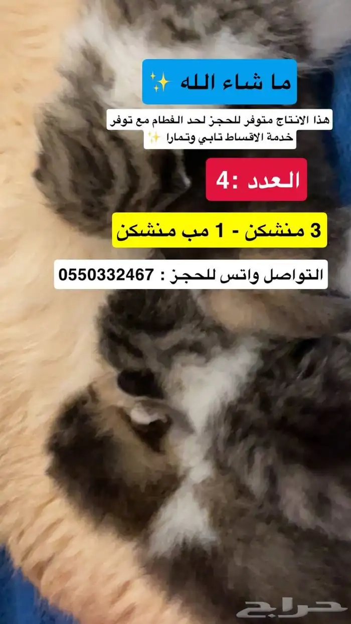 سكوتش منشكن 2