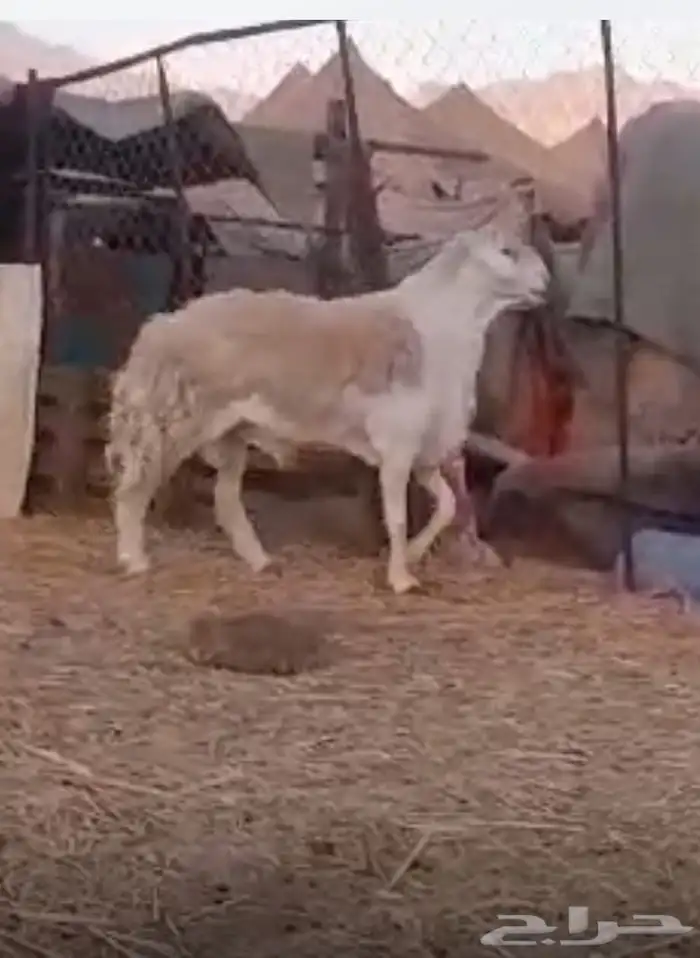 فحل حري صنف جبار وناهي 2