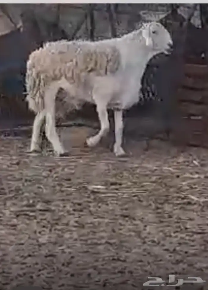 فحل حري صنف جبار وناهي 4