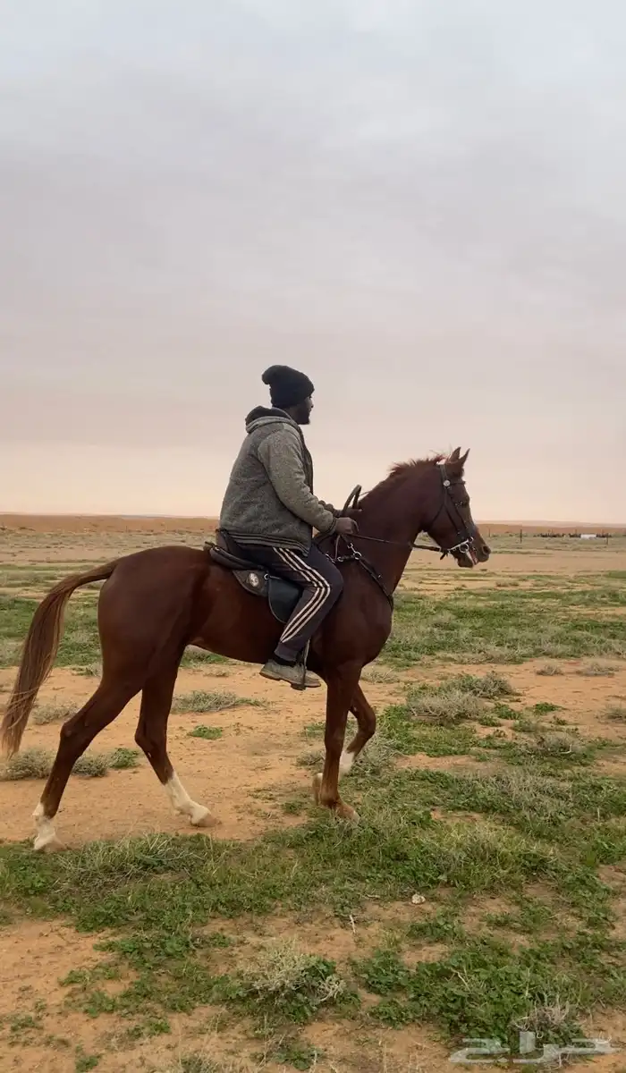 حصان معسوف 2