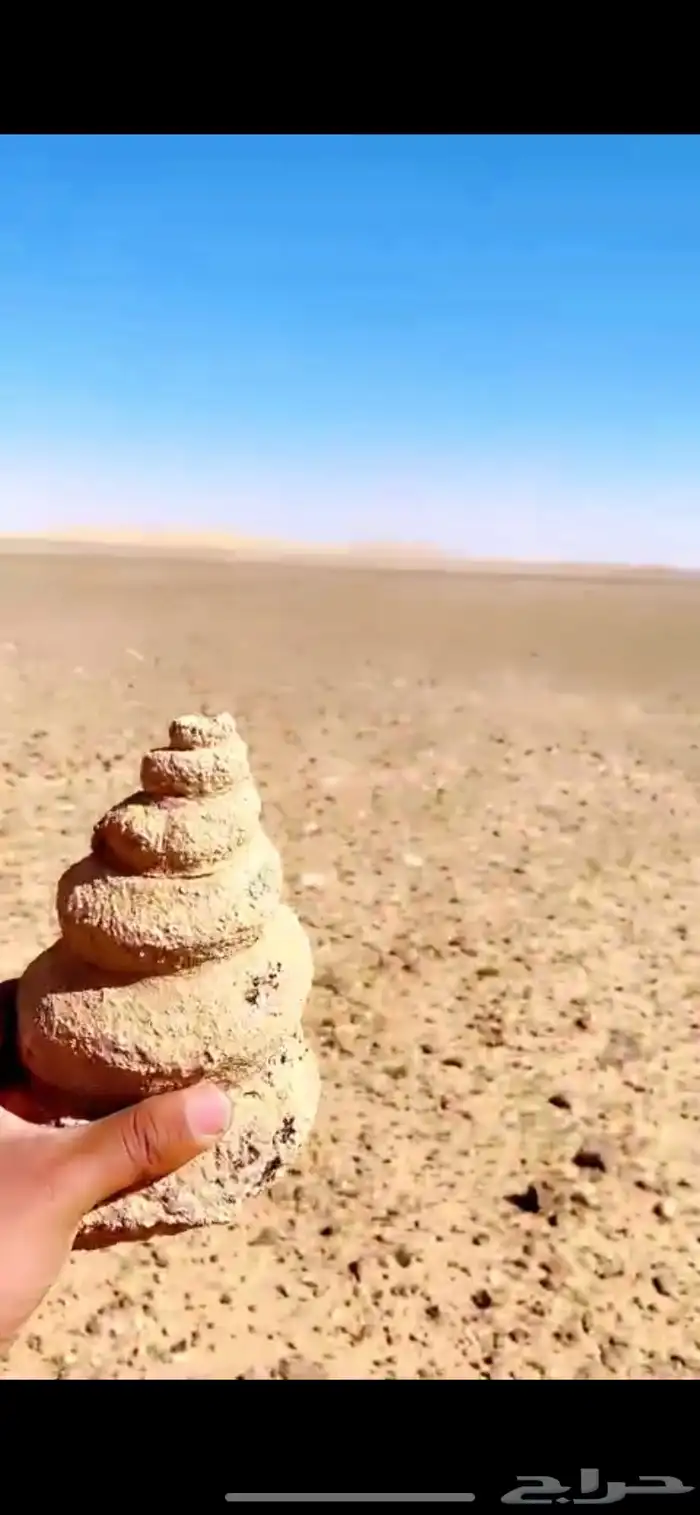 قوقعه متحجره 0