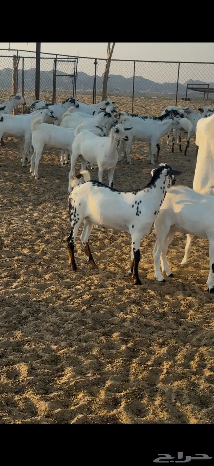 تيوس ذبايح 2