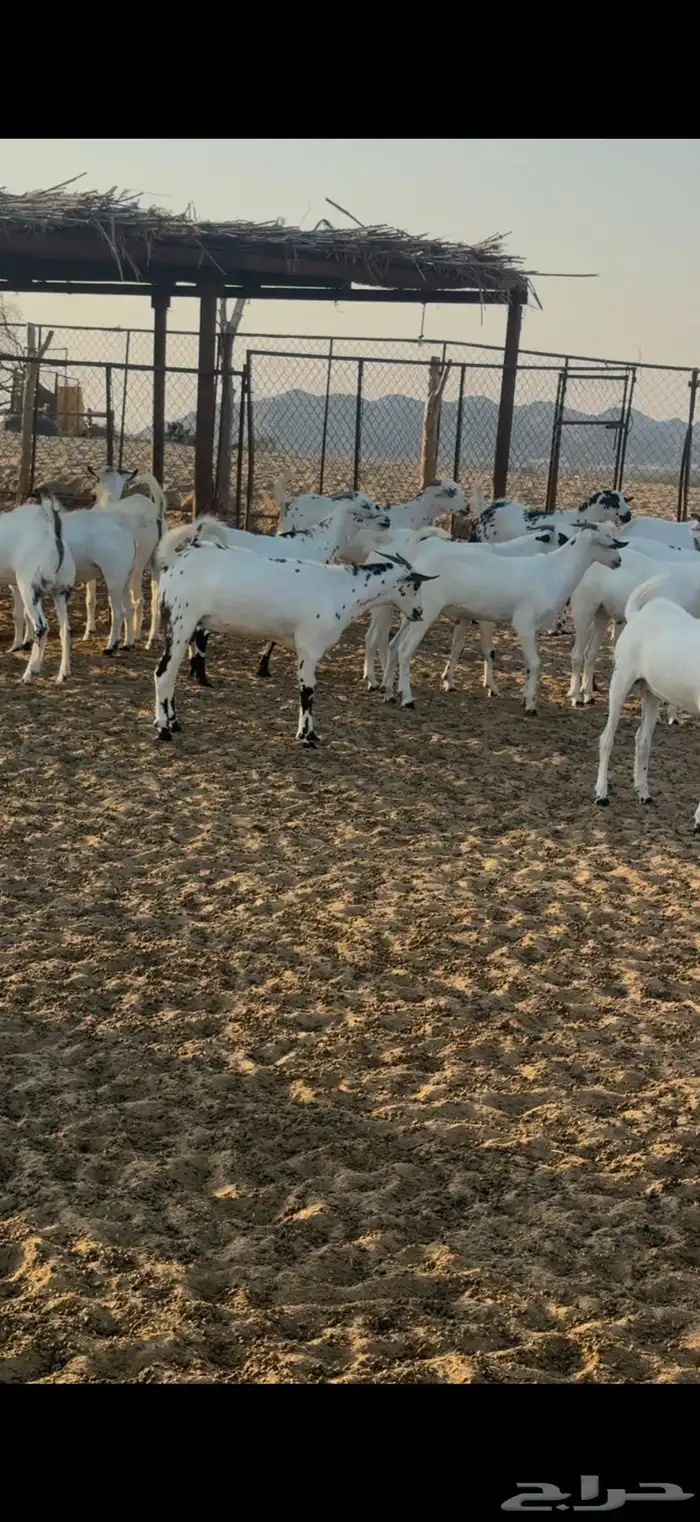تيوس ذبايح 0