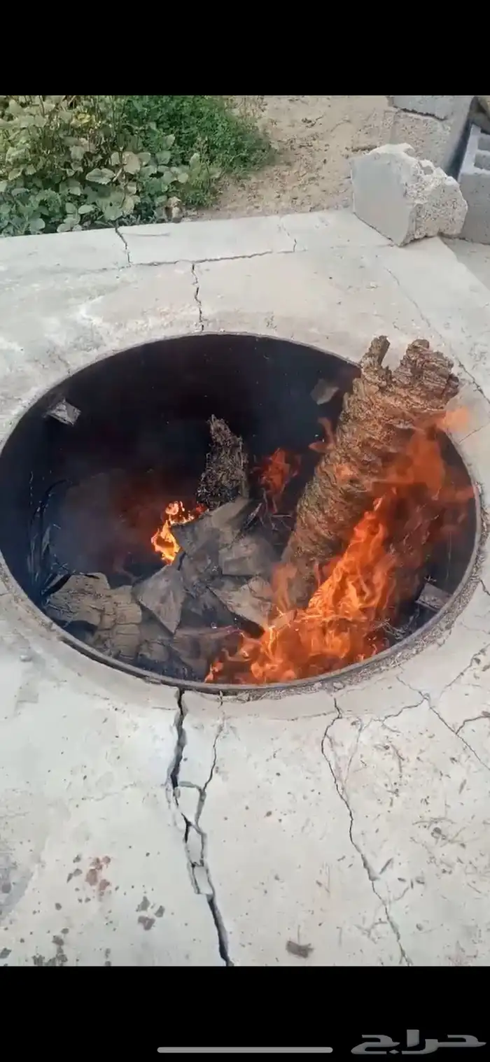 مندي دجاج حساوي على الكرب من مزرعتنا بالاحساء 4