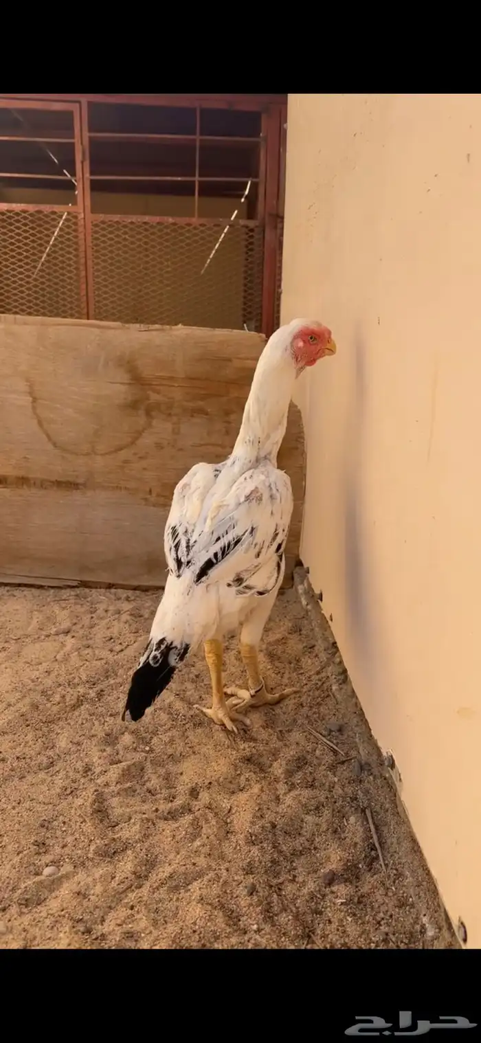 دجاجة فارسية للبيع ( تم البيع ) 0