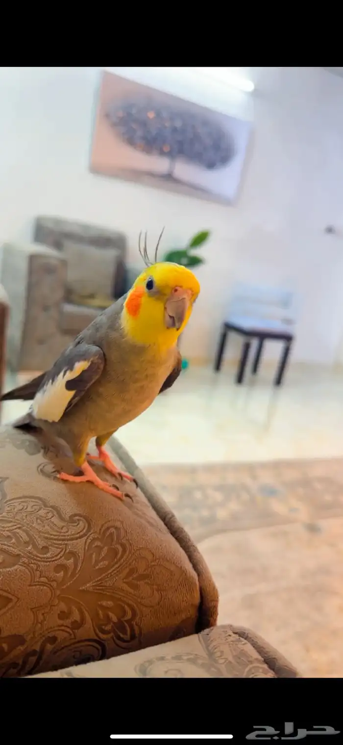 كروان كوكتيل 1