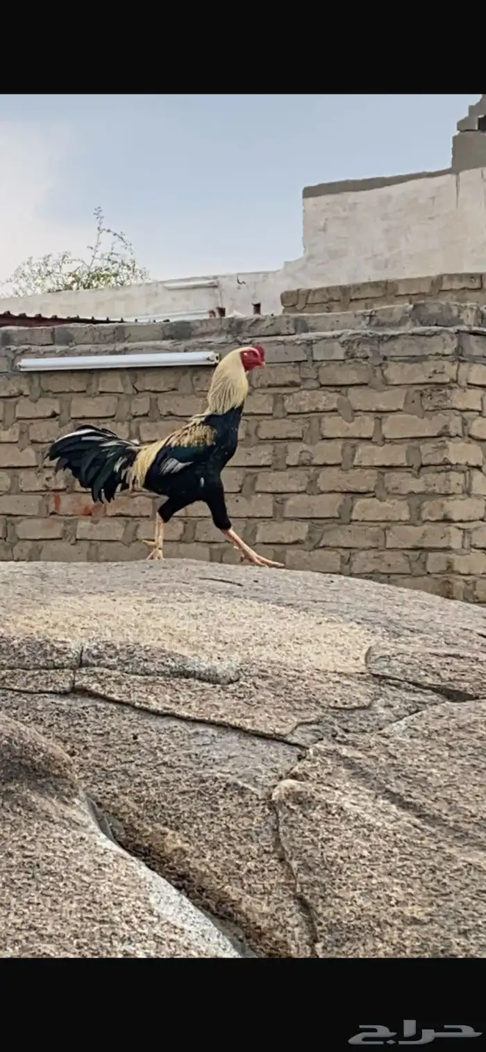 ديك باكستاني 0