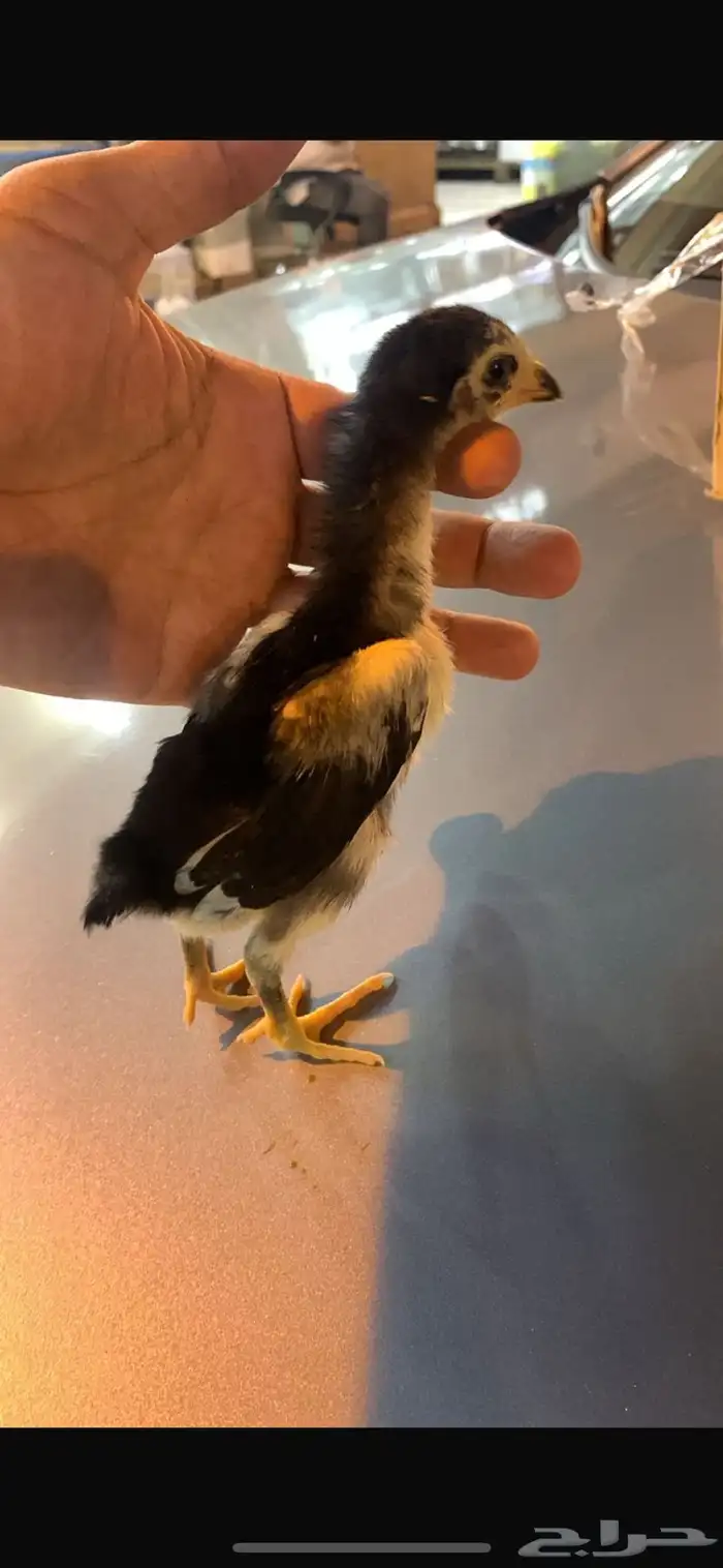 دجاج شامو دم هزاز مستوي تب التب 0